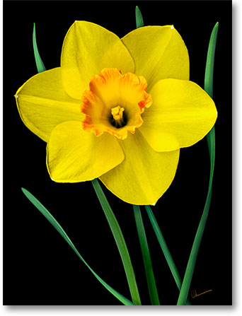 Digital Mixed Media Painting. Single Yellow Daffodil