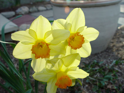 2008-04-16-yellow-daffodils.jpg