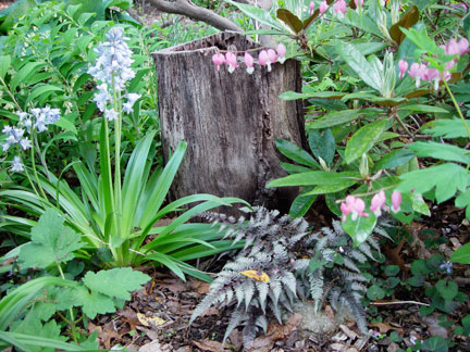 Dicentra spectabilis vignette with Athyrium nipponicum var. pictum fern, Hyacinthoides hispanica and Polygonatum biflorum or Solomon's seal.