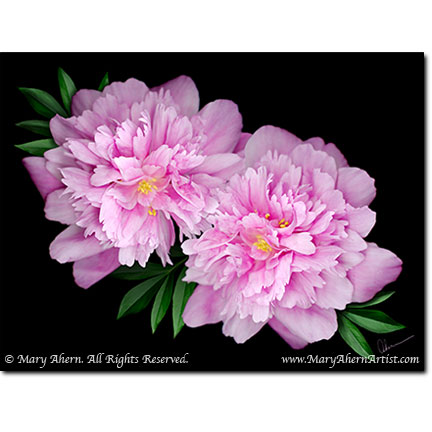 "Kansas Peonies" Designer Prints 8x10 or 11x14. Larger sizes available.