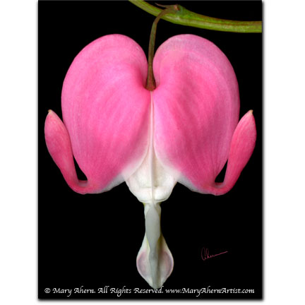 "Bleeding Heart" - Designer Print - 8x10 or 11x14