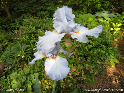 Mary Ahern Artist. Light Blue Iris Germanica