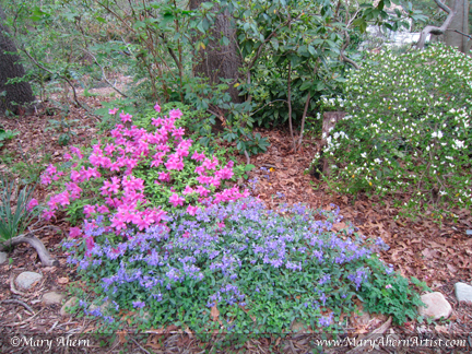 Mary Ahern Artist. Phlox stolonifera, 'Sherwood Purple' and Karume azalea in the woodland walks.