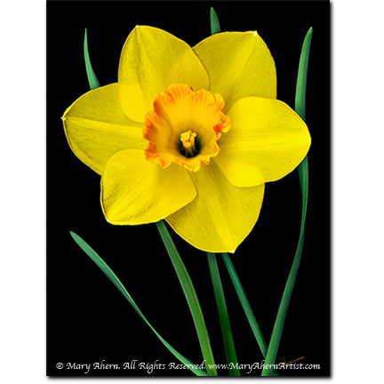 Single Yellow Daffodil