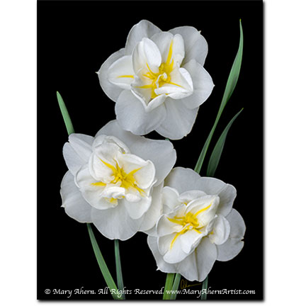 Daffodil Trio - Digital Painting - Mary Ahern Artist