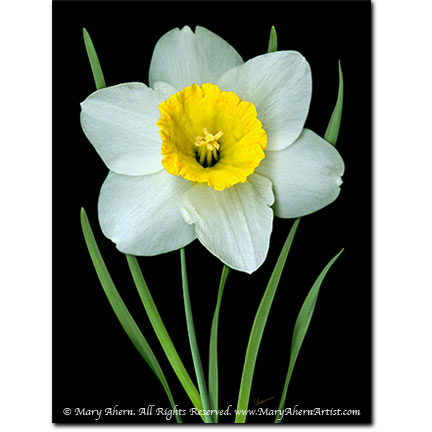Single White Daffodil - Digital Flowers - The Store - Botanical Art, Plant Portraits, Still Life and Shell Paintings