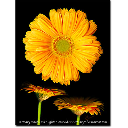 Orange Gerbera Trio - Digital Flowers - The Store - Botanical Art, Plant Portraits, Still Life and Shell Paintings