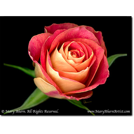 93 5 red fm hyderabad pratika photos. Single Red Rose Romantic