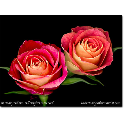 Double Red Rose - Digital Flowers - The Store - Botanical Art, Plant Portraits, Still Life and Shell Paintings