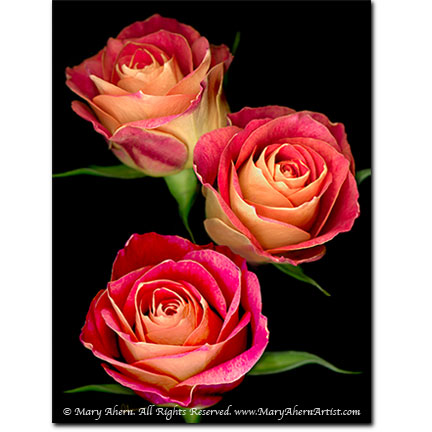 Triple Red Rose - Digital Flowers - The Store - Botanical Art, Plant Portraits, Still Life and Shell Paintings
