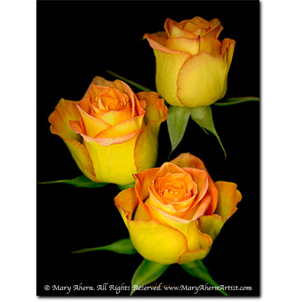 Triple Yellow Rose - Digital Flowers - The Store - Botanical Art, Plant Portraits, Still Life and Shell Paintings