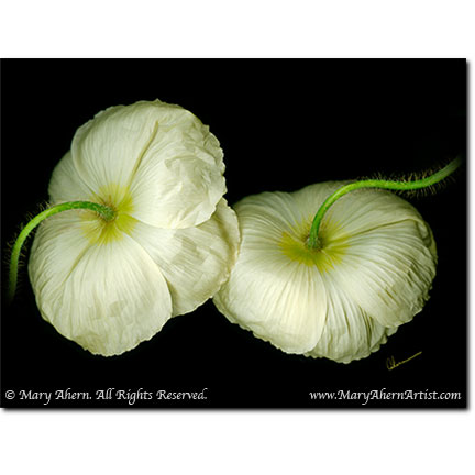 Champagne Poppies - Digital Flowers - The Store - Botanical Art, Plant Portraits, Still Life and Shell Paintings
