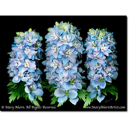 Delphinium Trio - Digital Flowers - The Store - Botanical Art, Plant Portraits, Still Life and Shell Paintings