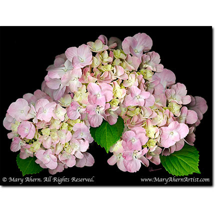 Pink Hydrangea - Digital Flowers - The Store - Botanical Art, Plant Portraits, Still Life and Shell Paintings