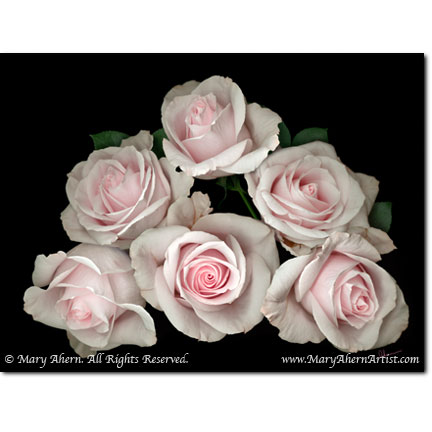 Pink Rose Pyramid - Digital Flowers - The Store - Botanical Art, Plant Portraits, Still Life and Shell Paintings