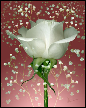 Valentine's Day Gift-Floral Prints