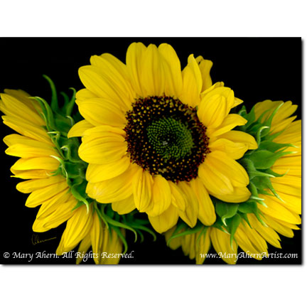 Sunflower Trio - Digital Flowers - The Store - Botanical Art, Plant Portraits, Still Life and Shell Paintings