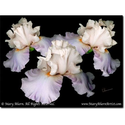 Iris Germanica - Designer Prints - Mary Ahern Artist