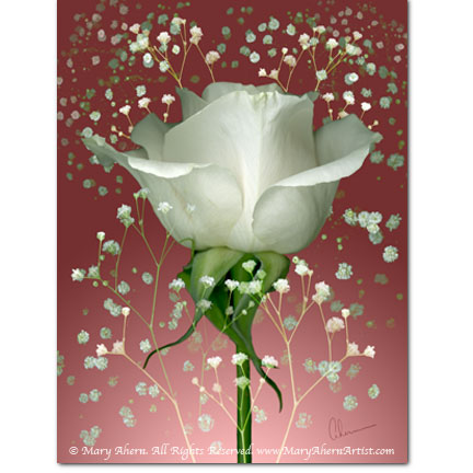 White Rose with Gypsophila 