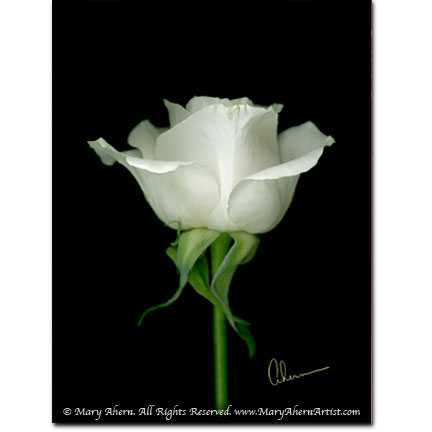 White Rose On Black