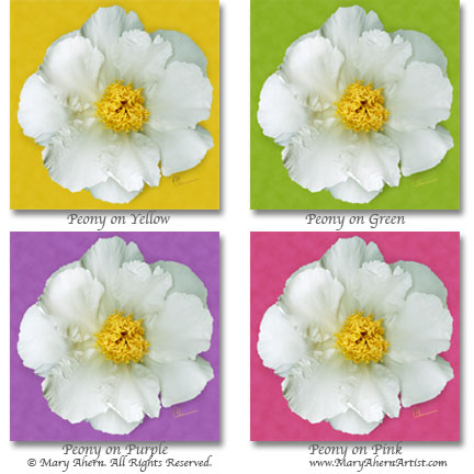 Single White Peony Series
