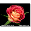 Valentine's Day Gift-Floral Prints