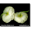 Designer Prints    Economical ready to hang prints designed to be displayed individually or in groups.