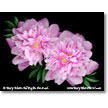 Digital Art Works on Canvas and Fine Art Paper
