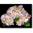 Designer Prints    Economical ready to hang prints designed to be displayed individually or in groups.