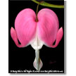 Susan G. Komen For the Cure-Donation