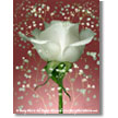 White Rose with Gypsophila