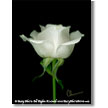 White Rose on Black