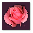 Valentine's Day Gift-Floral Prints