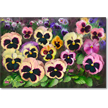 Pansy Field by Mary Ahern
