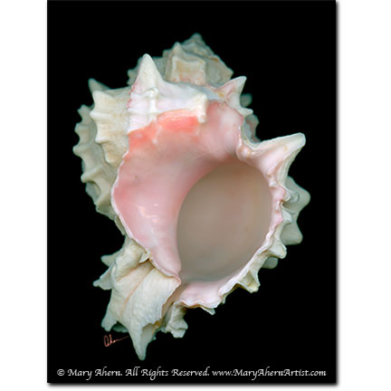 Digital Shell Paintings
