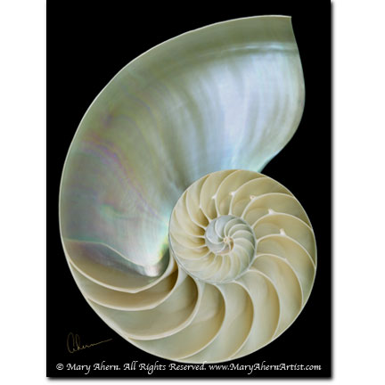 Nautilus Shell - Designer Prints - Mary Ahern Artist