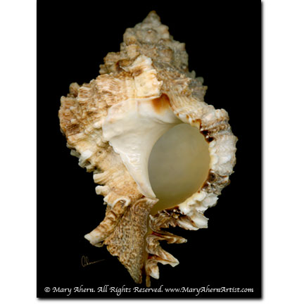 Brown Murex Shell - Designer Prints - Mary Ahern Artist