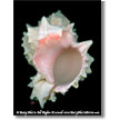 Digital Shell Paintings   Digital Art Works on Canvas and Fine Art Paper