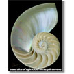 Digital Shell Paintings   Digital Art Works on Canvas and Fine Art Paper