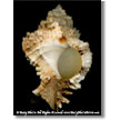Digital Shell Paintings   Digital Art Works on Canvas and Fine Art Paper