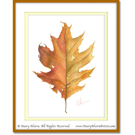 A Northern Red Oak Leaf (Quercus rubra)