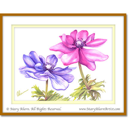 Anemone coronaria