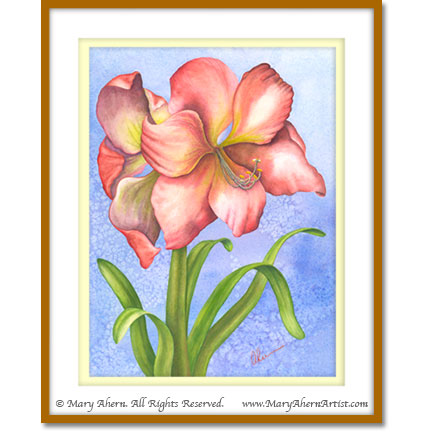 Hippeastrum (Amaryllis) 