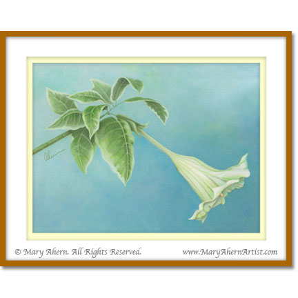 Brugmansia suaveolens variagata