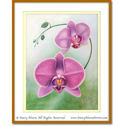Phalaenopsis Sprig