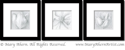 Tulip drawings