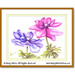 Anemone coronaria