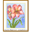 Hippeastrum Amaryllis