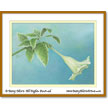 Brugmansia
