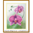 Phalaenopsis